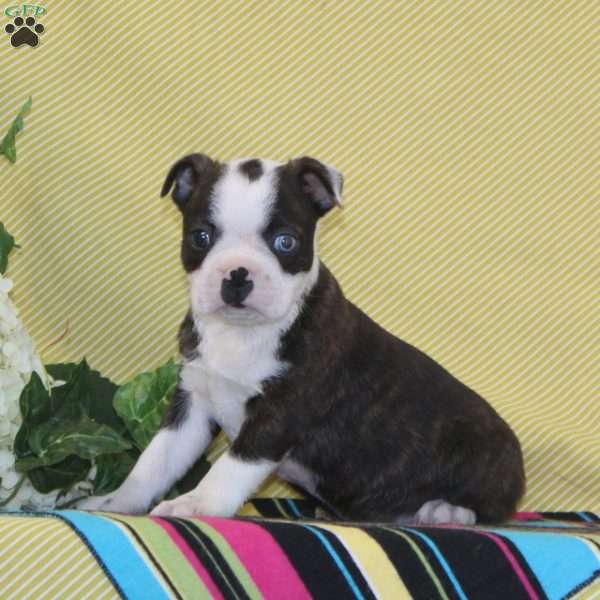 Austin, Boston Terrier Puppy